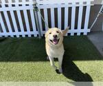 Small Labrador Retriever Mix