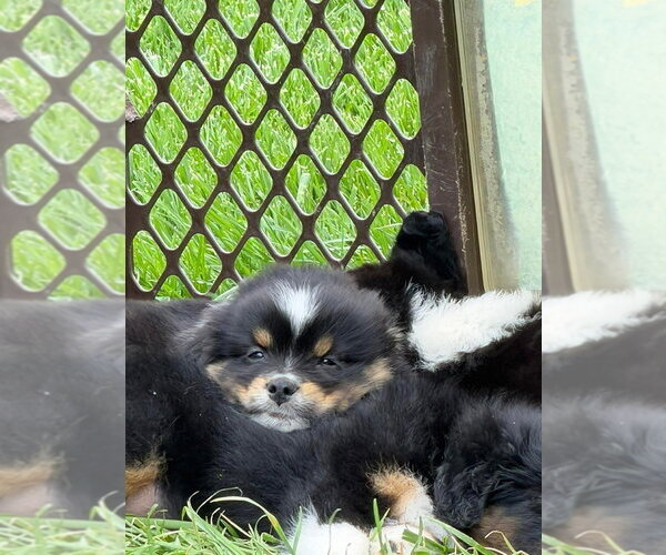 Medium Photo #3 Australian Shepherd-Unknown Mix Puppy For Sale in Aurora, IN, USA