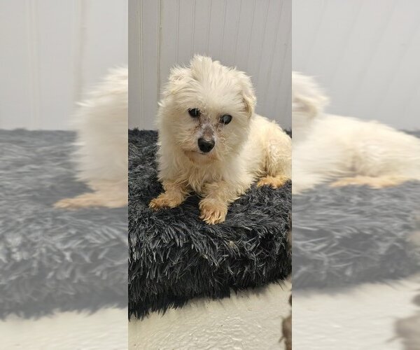 Medium Photo #3 Maltese Puppy For Sale in Studio City, CA, USA