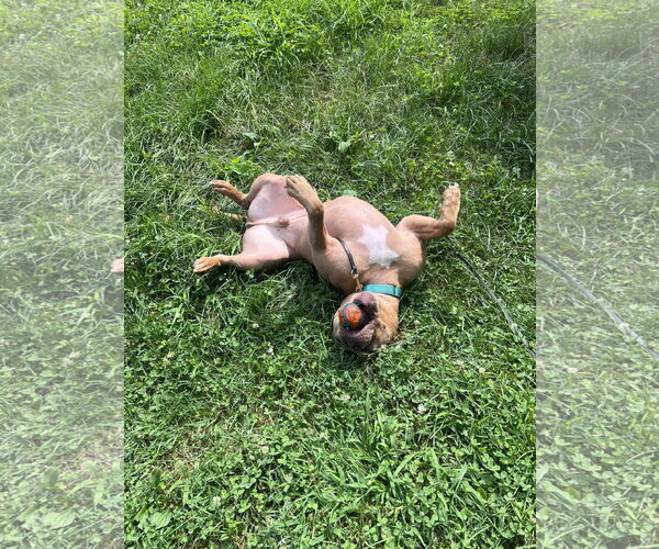 Medium Photo #4 American Bulldog-Unknown Mix Puppy For Sale in Derwood, MD, USA