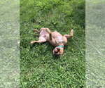 Small #3 American Bulldog Mix