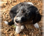 Small #6 F2 Aussiedoodle