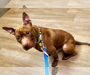 Calvin - Male Mutt Dog for Adoption - Photo #8