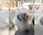 Denis - Male Lhasa-Poo Dog for Adoption - Small photo