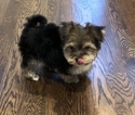 Small Photo #4 Morkie Puppy For Sale in BRENTWOOD, TN, USA