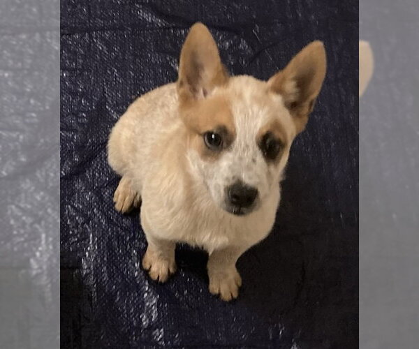 Medium Photo #1 - Mix Puppy For Sale in Pottstown, PA, USA
