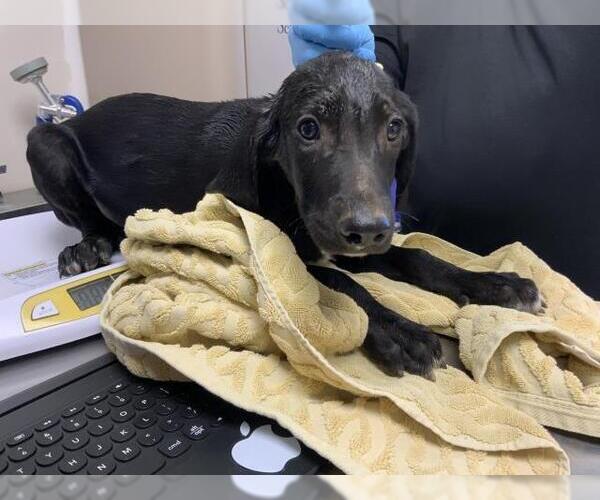Medium Photo #1 Plott Hound-Unknown Mix Puppy For Sale in Visalia, CA, USA