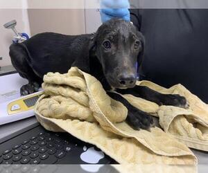 Plott Hound-Unknown Mix Dogs for adoption in Visalia, CA, USA