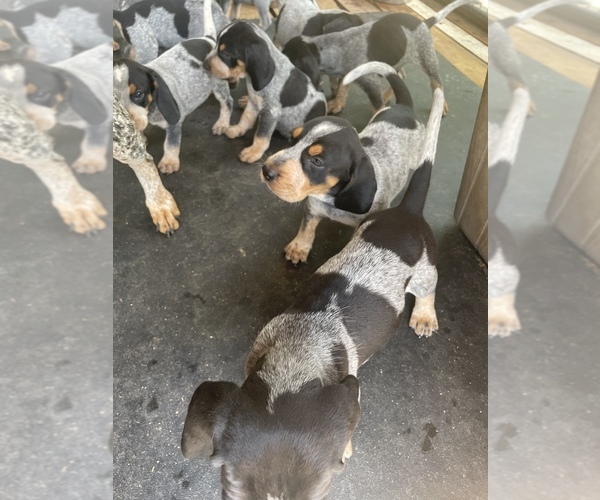 Medium Photo #1 Bluetick Coonhound Puppy For Sale in PRINCETON, LA, USA