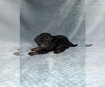 Small Photo #31 Cavapoo mix (+ Poodle Miniature) Puppy For Sale in MUNFORDVILLE, KY, USA