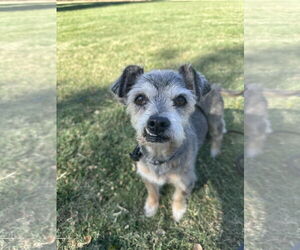 Mutt Dogs for adoption in Chico, CA, USA