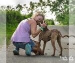Small #3 Plott Hound Mix