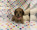 Small Photo #1 Dachshund Puppy For Sale in HEMPSTEAD, TX, USA