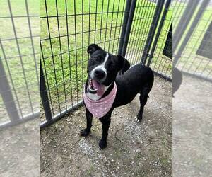 Mutt Dogs for adoption in Abbeville, LA, USA