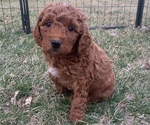 Puppy 3 Goldendoodle (Miniature)