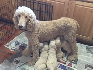 Mother of the Goldendoodle puppies born on 09/01/2018