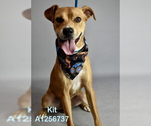 Beagle-Unknown Mix Dogs for adoption in Bakersfield, CA, USA