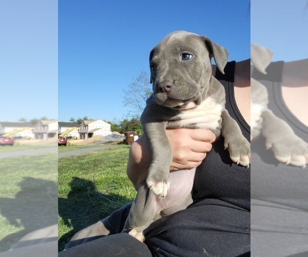 Medium Photo #1 American Pit Bull Terrier Puppy For Sale in CHAMBERSBURG, PA, USA
