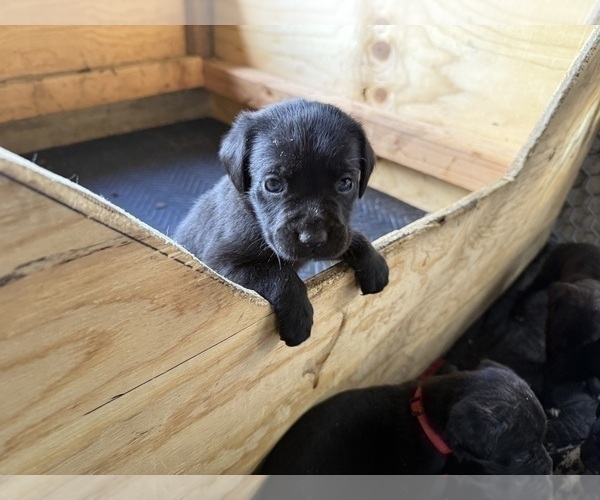 Medium Photo #43 Cane Corso Puppy For Sale in LIVERMORE, CA, USA
