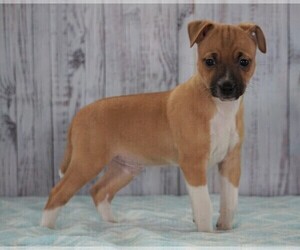 Foxy Russell Puppy for sale in FREDERICKSBG, OH, USA