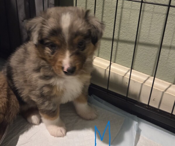 Medium Photo #2 Miniature Australian Shepherd Puppy For Sale in EVERTON, MO, USA