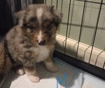 Small #1 Miniature Australian Shepherd