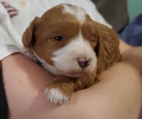 Medium Photo #20 Bernedoodle (Miniature) Puppy For Sale in LEETONIA, OH, USA