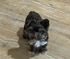 Yorkshire Terrier Puppy for sale in NORMANGEE, TX, USA