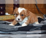 Puppy Kenny Cavapoo (Miniature)