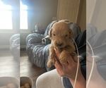 Puppy Paul Goldendoodle