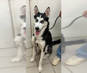 Siberian Husky Dogs for adoption in Santa Barbara, CA, USA