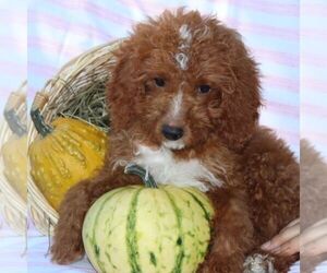 Cavapoo Puppy for sale in THORP, WI, USA