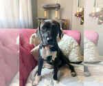 Small #2 Mutt