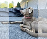 Small #6 Labrador Retriever-Whippet Mix