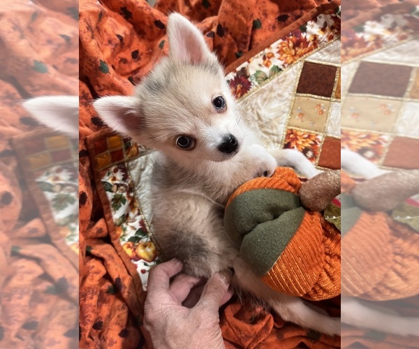 Medium Photo #6 Pomsky Puppy For Sale in GOLDEN VALLEY, AZ, USA