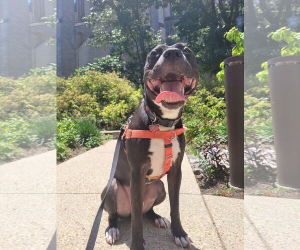 Medium Photo #3 American Pit Bull Terrier Puppy For Sale in Alexandria, VA, USA