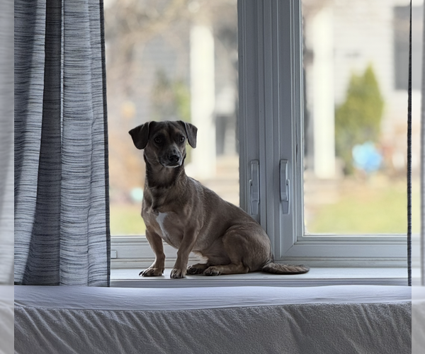 Medium Photo #6 Chiweenie Puppy For Sale in Oakhurst, NJ, USA