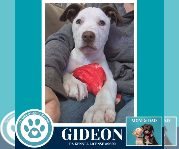 Medium Photo #5 Labrador Retriever-Unknown Mix Puppy For Sale in Kimberton, PA, USA