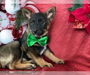 Australian Cattle Dog Puppy for sale in LANCASTER, PA, USA