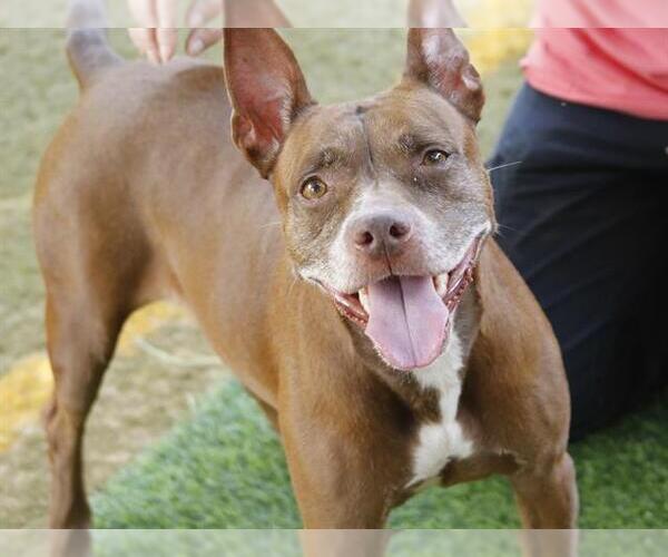 Medium Photo #2 American Staffordshire Terrier-Unknown Mix Puppy For Sale in Tallahassee, FL, USA