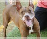 Small #1 American Staffordshire Terrier Mix