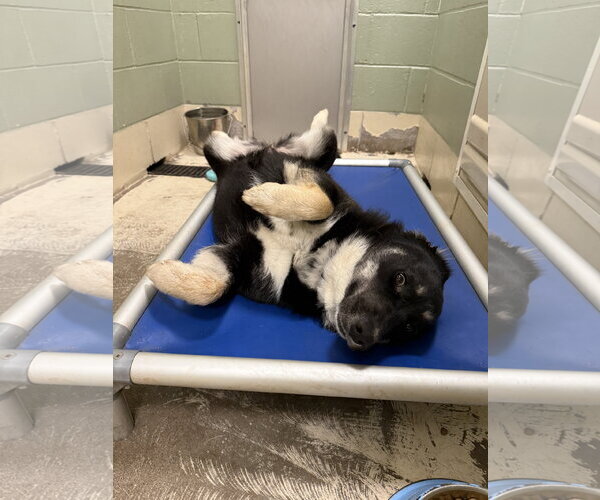 Medium Photo #6 Siberian Husky-Unknown Mix Puppy For Sale in Webster, WI, USA