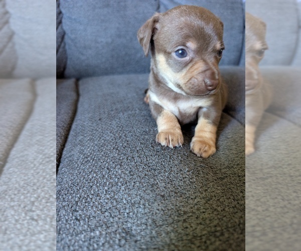 Medium Photo #2 Chiweenie Puppy For Sale in CAMANO ISLAND, WA, USA