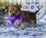 Small Photo #1 Carkie Puppy For Sale in LANCASTER, PA, USA