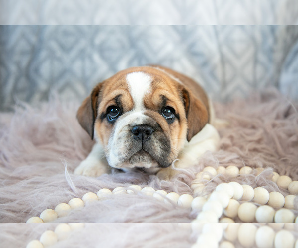 Medium Photo #14 Beabull Puppy For Sale in MILLERSBURG, OH, USA