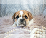 Small Photo #14 Beabull Puppy For Sale in MILLERSBURG, OH, USA