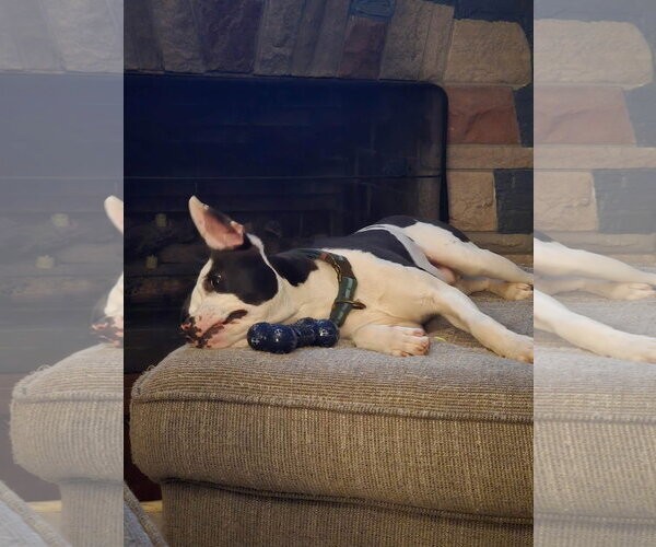 Medium Photo #4 American Pit Bull Terrier-Unknown Mix Puppy For Sale in Germantown, OH, USA