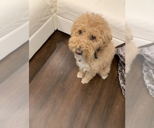 Medium Photo #1 Labradoodle Puppy For Sale in THOUSAND OAKS, CA, USA