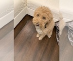 Small Photo #1 Labradoodle Puppy For Sale in THOUSAND OAKS, CA, USA