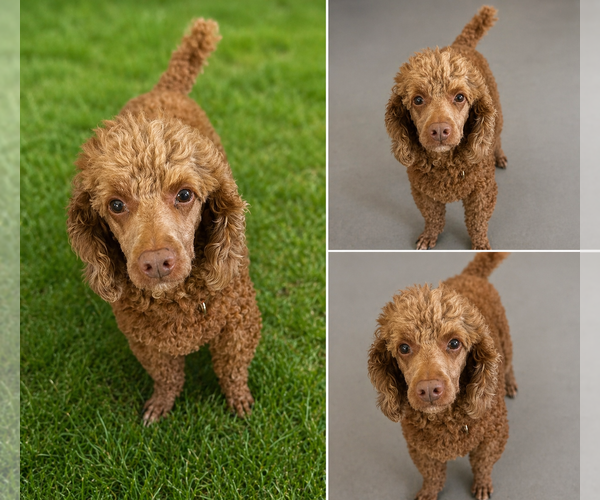 Medium Photo #2 Poodle (Miniature) Puppy For Sale in Pacolet, SC, USA